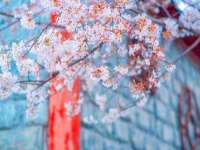 深圳市振华移动通信有限公司