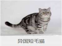 深圳市振华移动通信有限公司