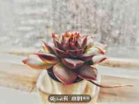 深圳市振华移动通信有限公司