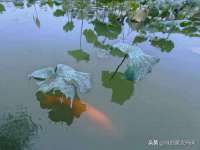 深圳市振华移动通信有限公司
