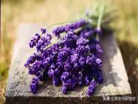 深圳市振华移动通信有限公司